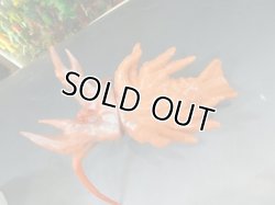 画像7: エビラ　1期